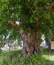 Holubova lpa ve vesnici