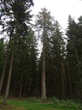 Jadru, Jadrusk smrk, cel strom.jpg