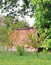 Jrovec u Marinsk kapliky v Jankovicch (1).jpg