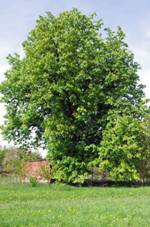 Jrovec u Marinsk kapliky v Jankovicch (1).jpg