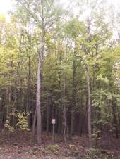 Pod Skoskou myslivnou