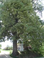 Lhnice chrnn lpy 01.JPG