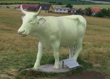 Mohelno - sv�t�c� kr�va.jpg