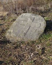 Smr kmen - Maenka.JPG