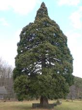 Sequoiadendron giganteus-Chabane.jpg
