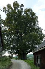 Kobzova lpa celkov pohled.JPG