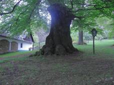 Vpenice, Frantikv buk 1.JPG