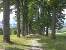 Hora Matky Bo kov cesta.jpg