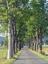 HeÅ™manice (KrÃ¡lÃky) A. Alej na pÅ™Ãjezdu.jpg