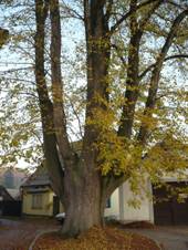 Mladkov - lipa u kostela 1.JPG