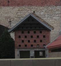 Dubany holubnk v p. 17.JPG