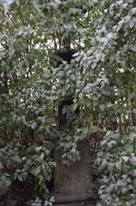 Bojanovice-k S obce.jpg